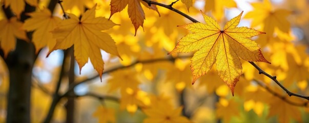 Fototapeta premium Abundant yellow leaves on a tree in the autumn, lush foliage, autumn