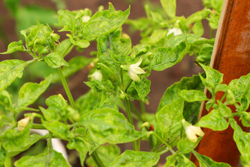 Pepper Plant with Yellowing Leaves and Blossoms