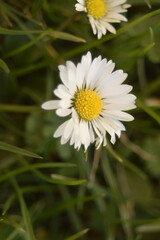 Blüte eines Gänseblümchens