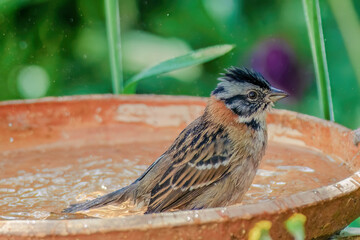 Close-up photography of a rufous-collared sparrow taking a bath in a clay plate, early in the morning, in a garden in the eastern Andean mountains of central Colombia.
