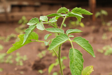 Young Tomato Plant Growing in a Garden