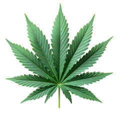 Vibrant Green Cannabis Leaf Against a png isolated on transparent background