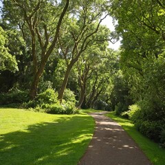 Naklejka premium A beautiful photo of a forest trail winding through a dense wood
