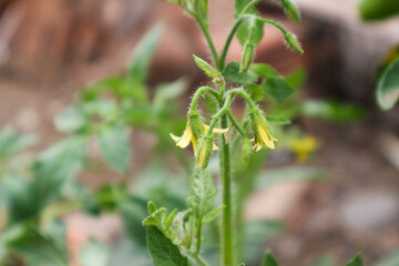 Close-up of Delicate Tomato Blossoms