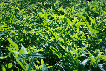A bunch of green grass with some brown spots