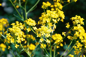 A bunch of yellow flowers with green leaves.