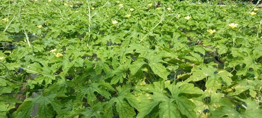 Bitter melon plant leaves or Mommordica charantia L