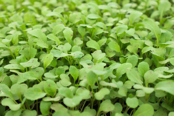 Obraz premium Vibrant Green Microgreens: A Close-Up View of Freshly Sprouted Microgreens