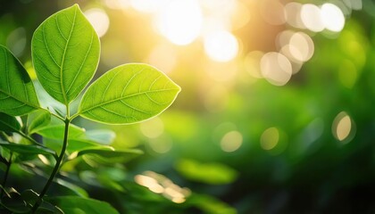 Naklejka premium Golden Hour Greenery: Nature's Embrace 