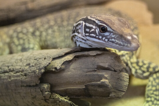 Monitor Lizard