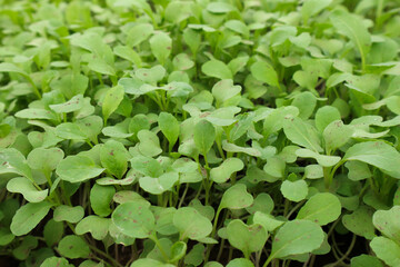 Vibrant Green Microgreens: A Close-Up View of Lush, Young Plants