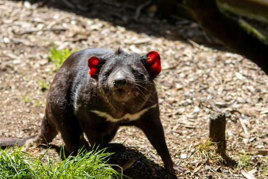 Tasmanian devil
