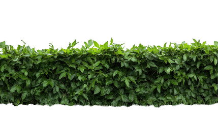 Obraz premium green grass background