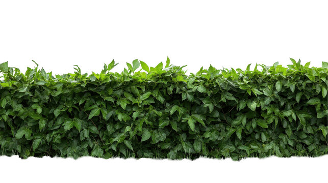 green grass background