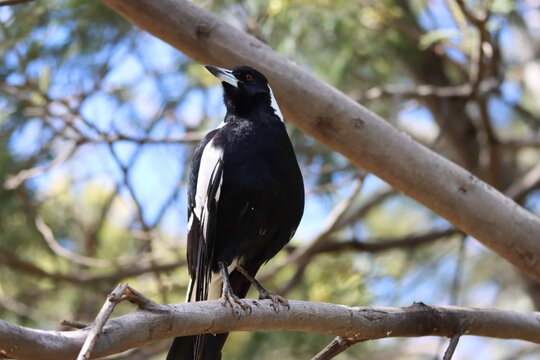 Australian magpie on atree