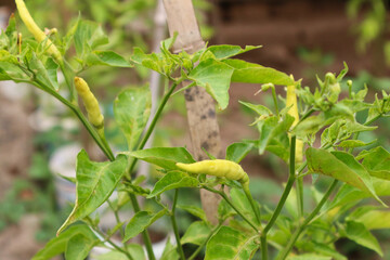 Close-up of a vibrant yellow chili pepper plant thriving in a garden, showcasing its healthy leaves and immature peppers.