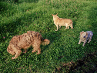 Three very different mongrel dogs walking on a grass field, in a farm near the colonial town of...