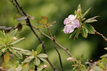 Wide view of a poor man's rhododendron flower with a tiny bug in one petal, captured in a garden near the colonial town of Villa de Leyva, in  central Colombia.