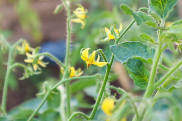 Vibrant Yellow Tomato Blossoms in a Lush Garden