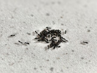 Macro photo of a black ant colony