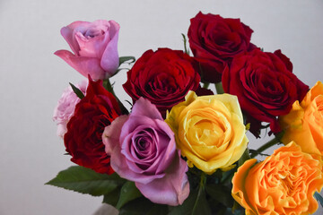 カラフルな薔薇