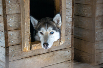 dog resting in farm after Sled dog lapland winter in Inari Nellim frozen lake