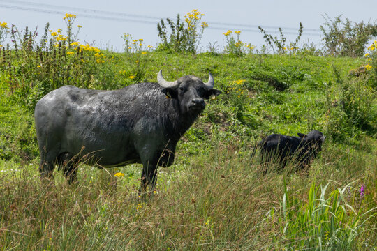 water buffalo in the biesbosch