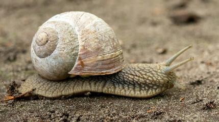 snail