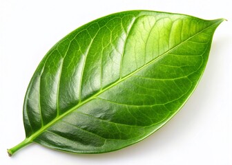 Obraz premium Glossy Magnolia Leaf, Isolated on White Background - Perfect for Botanical Designs