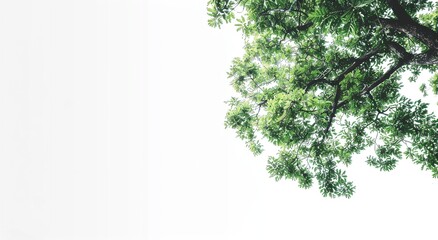 Obraz premium Lush green tree branches against a bright white background. Perfect for nature-themed designs.