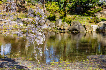 京都府京都御苑　満開のしだれ桜　
