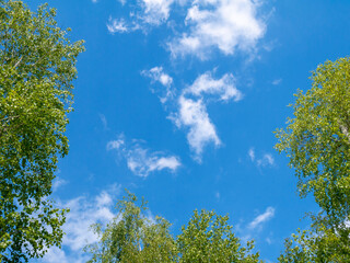 Green foliage and blue sky. Tree tops against the sky and white clouds.