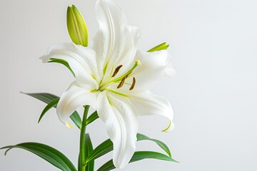 Fototapeta premium easter lily outline