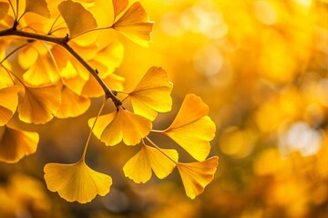 Golden Ginkgo Leaves Autumn Background - Copy Space for Text