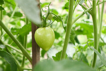 Unripe Green Tomato on the Vine in Garden