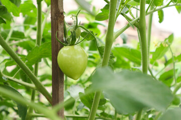 A single, unripe green tomato growing on a vine in a garden, surrounded by lush green foliage.