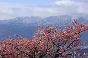 鮮やかなピンク色の早咲き桜