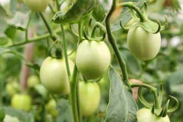 Unripe Green Tomatoes Hanging on the Vine in a Greenhouse
