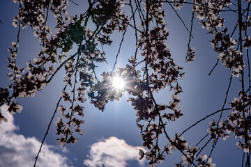 京都府京都御苑　満開のしだれ桜　

