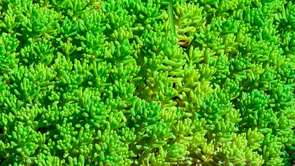Sedum sp. - groundcover succulent plant in landscape design of the garden, Ukraine