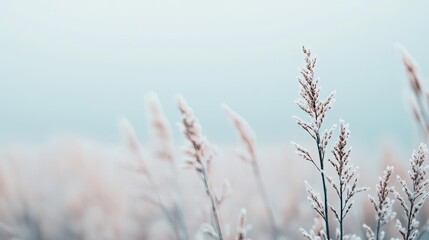 Obraz premium Smoke abstract background concept. A serene close-up of frosted grass swaying gently in soft winter light.