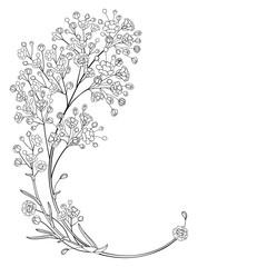 Corner bouquet of outline Gypsophila or Baby's breath flower bunch in black isolated on white background. 