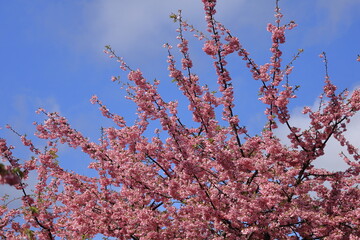 鮮やかなピンク色の早咲き桜