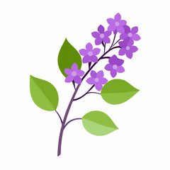 lilac branch isolated on white