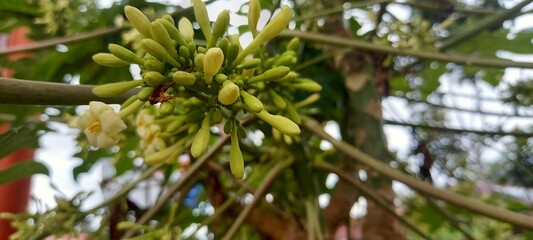 Papaya flowers and buds on Papaya tree, Papaya flowers blooming in the garden.