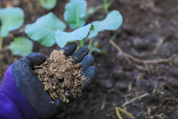farmer hand hold manure fertilize for using in organic planting tree and vegetabel in farm