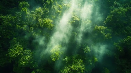 Obraz premium Lush rainforest canopy captured from above with sunlight filtering through dense foliage creating a serene and vibrant natural landscape