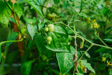 Young vegetables on branches in a greenhouse