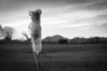 Il soffione © Davide