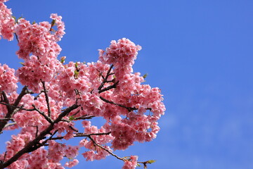 鮮やかなピンク色の早咲き桜